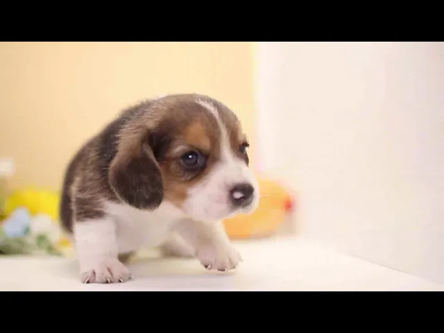 動画