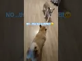 Tug-of-War TIME! 🤣🤣🤣 #funny #cutedog #puppy #pets #funnydogs #dog