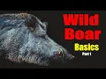 Wild Boar Basics - Part 1