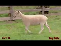 LOT 18 - TAG 945x High Road Sheep Ewe Lamb Sale 2023