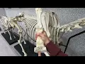 Thoracic Limb Skeleton of the Horse