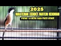 Lagu MASTERAN BURUNG CENDET GACOR TEMBAKAN MATERI KEKINIAN