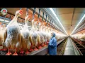 How Millions Of Geese Are Raised For Their Meat And Feathers - Goose Meat Process