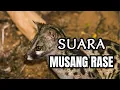 Pikat Suara Musang RASE pasti NYAMPERIN #wantarakicau
