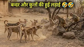 बन्दर और कुत्तों की हुई लड़ाई 🤣🤣 | Camera में हुआ कैद | Monkey and dog fight | Funny Video