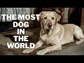 Download Lagu The Most Dog in the World (Dos Equis