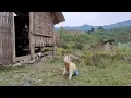 Download Lagu Mother and Daughter Bond – Picking and Grilling Bamboo Shoots in Nature