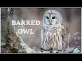 Lagu Barred owl call - hear the many different sounds of the barred owl!