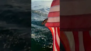 Sunset stowaway🦋🌊 #sailing #lagoon42 #catamaran