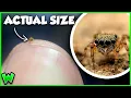 Meet the World s SMALLEST Jumping Spider ft CoolCrittersYT