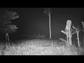 Download Lagu Live ❗MISTERI POCONG KANDANG AYAM