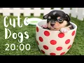 CUTE DOGS 20 MINUTE TIMER