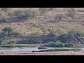 Download Lagu Young male lion stuck between a hippo pool and bloodthirsty male lions