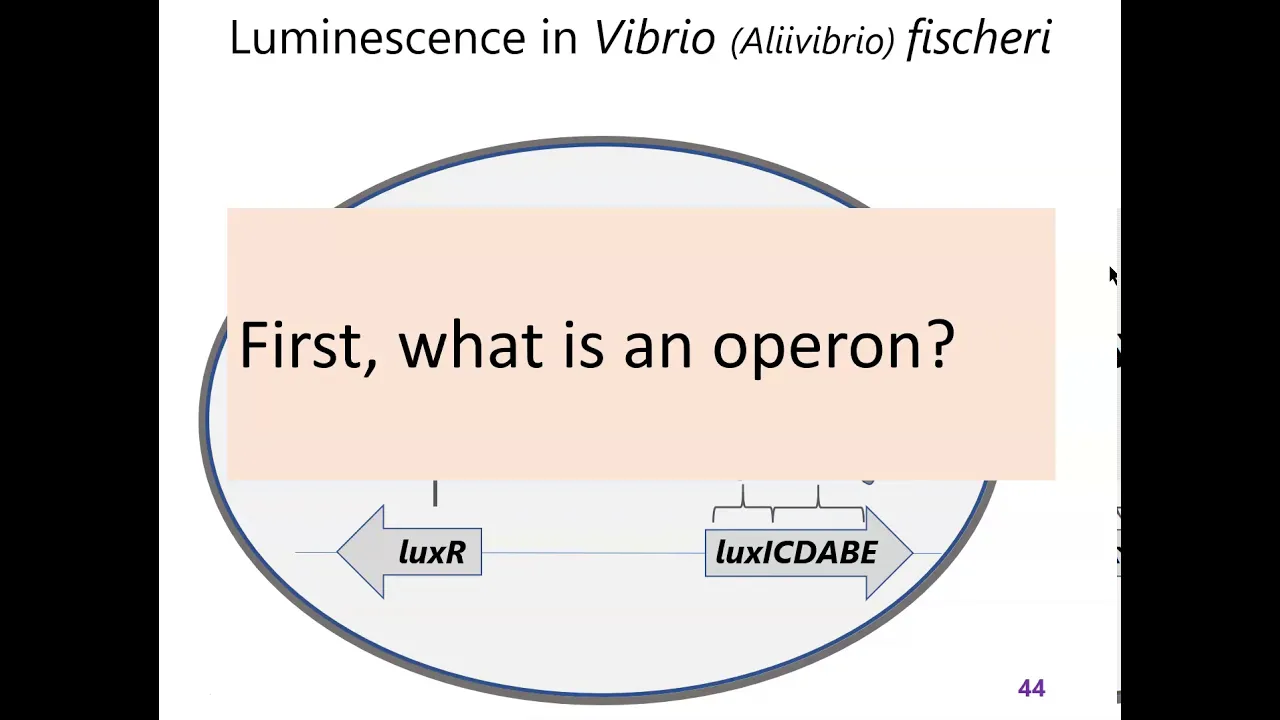 Bacterial Quorum Sensing: LuxI, LuxR & the Lux Operon Explained