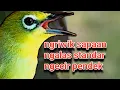 Lagu Kriwik Sapaan,Ngalas,Ngecir Pendek Pleci Dirumah Ikut Ribut  Jadi Gacor