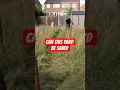 Download Lagu Garden saved from years of neglect #garden #gardening #viral