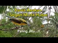 Download Lagu Suara Pikat Anakan Sogon Muda Hutan Paling Jitu