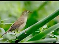 Download Lagu Suara pikat burung kerakbasi betina cocok untuk pikat burung jantan
