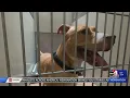 No-Kill Shelter to Start Euthanizing Dogs at End of Month