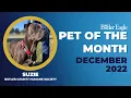 Butler Eagle Pet of the Month - December 2022