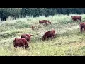 Download Lagu Greg Judy adds 94 head of South Poll to their herd, makes for a bigger regenerative engine.