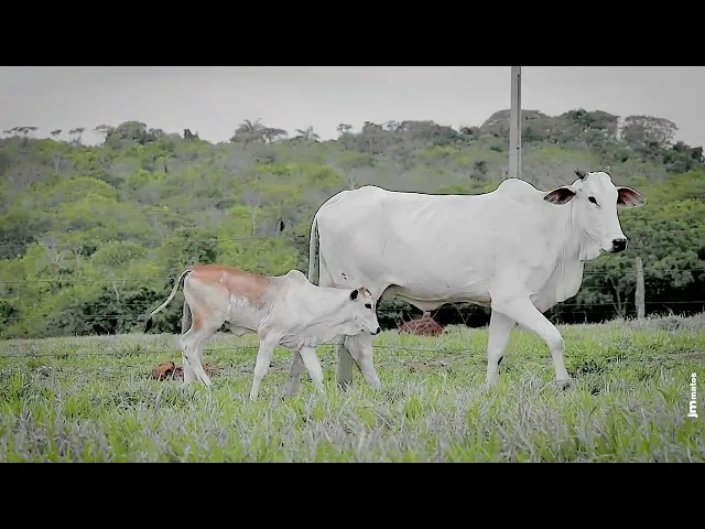 Matriz Nelore AGPM - 357