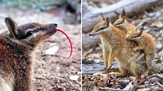 Numbat ❤️‍🔥 The Mammal Nobody Talks About!