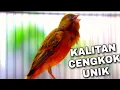 BURUNG KENARI KALITAN GACOR CENGKOK MEWAH DAN UNIK