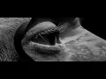 El Morabba3 - El Wuhoosh | المربع - الوحوش (Official Music Video)