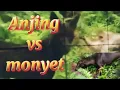 Download Lagu Siapakah yang bakal menang ??? Pertarungan Anjing Vs Monyet