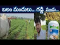 Lagu #మిరప లో మేము పెడుతున్న బలం మందులు#ferilizer.. గడ్డి మందు తో గడ్డిని నివారణ.. #సిమ్స్ #kamallfs