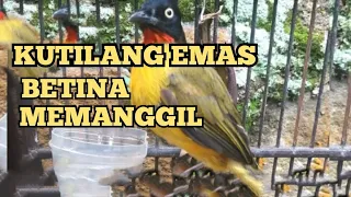 kutilang emas betina memanggil jantan