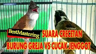 best mastering suara crecetan tajam burung gereja vs cucak jenggot