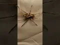 HUNTSMAN OR WOLF SPIDER