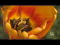 Allergy Season Hits Baltimore Hard Even As Pollen Counts Drop