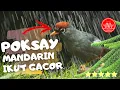 Download Lagu poksay mandarin gacor full isian - masteran terbaik