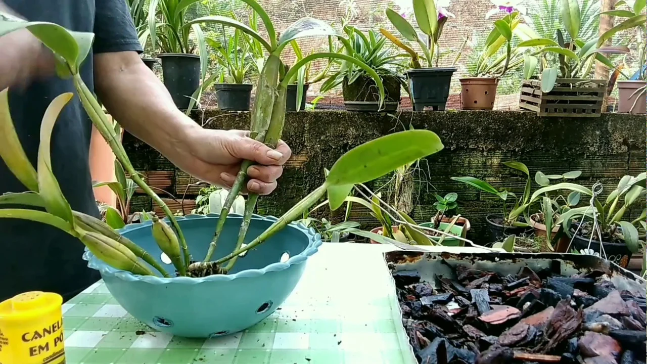 COMO PLANTAR UMA ORQUÍDEA CATTLEYA PASSO A PASSO...A PEDIDO DE INSCRITO