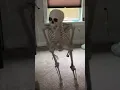 Download Lagu Skeleton falling meme