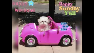 Happy Sunday Y all Happy Weekend Sunday gif What s Up Status Sunday Images
