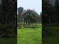 Download Lagu Pruning the #camellia 🌹🌱 #nature #timelapse #weeding #garden #gardening