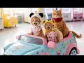 Download Lagu Orange Baby Kitten Discharged, Mama Cat \u0026 Ginger Sister Take Him to the Supermarket! 🐾🏥🛒 Cats Story!