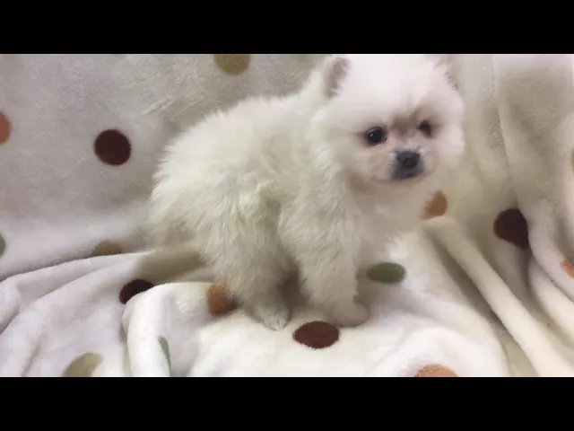 動画