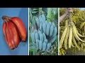 Download Lagu 15 vreemde bananen die je versteld doen staan