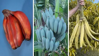 15 Strange Bananas That Will Blow Your Mind
