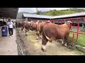 Lagu KONTES SAPI TERBESAR SPEKTAKULER BERHADIAH MOBIL, ready kelas sapi Unik 🔥
