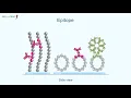 PEPperCHIP Peptide Microarray Applications