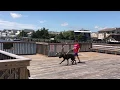 Things To Do In Avalon - Pier at 23rd Ocean Drive