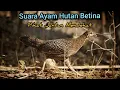 Download Lagu FEMALE JUNGLEFOWL SOUND | SUARA AYAM HUTAN HIJAU BETINA GACOR 