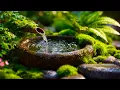 Lagu Gentle Water Sounds 🌱 Relaxing Music | Instant Stress Relief
