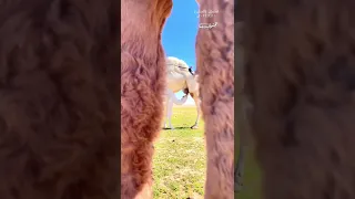 متى على الله يبدي الوسم ويعود    سيول وربيع وسم ١٤٤٣ ٢٠٢١ه  بمنطقة الرياض والشمال والصمان   دندنها